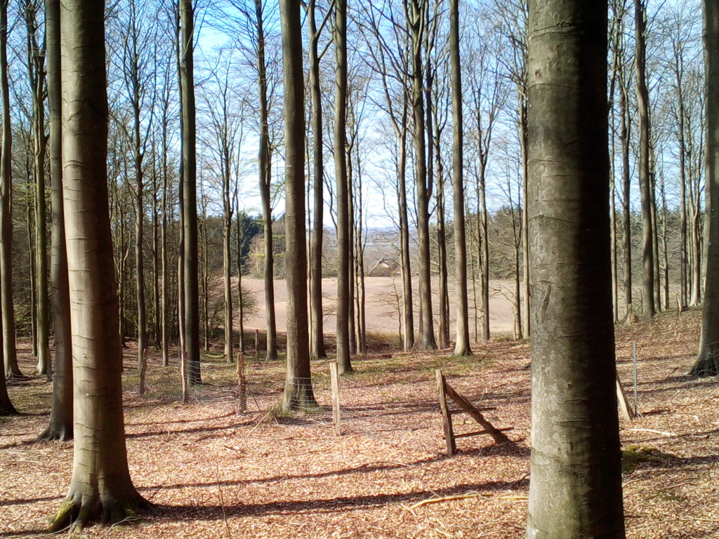 Brekendorfer Forst