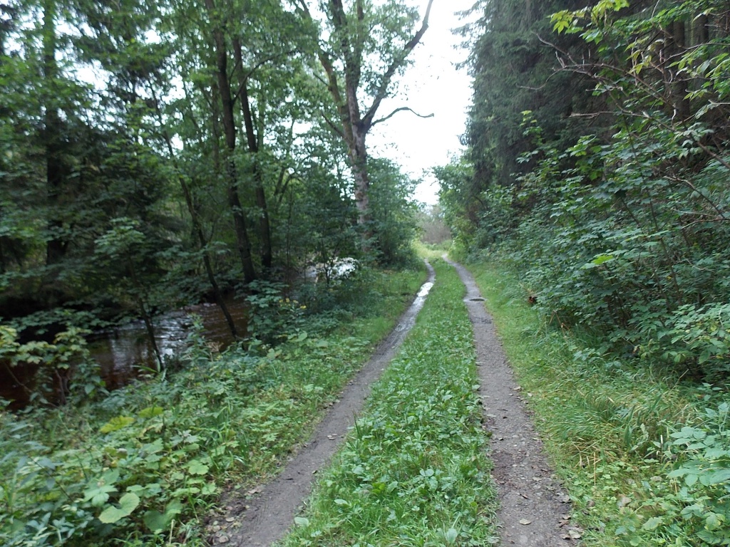 Waldweg an Bode