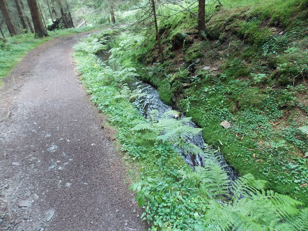 Dammgraben Harz