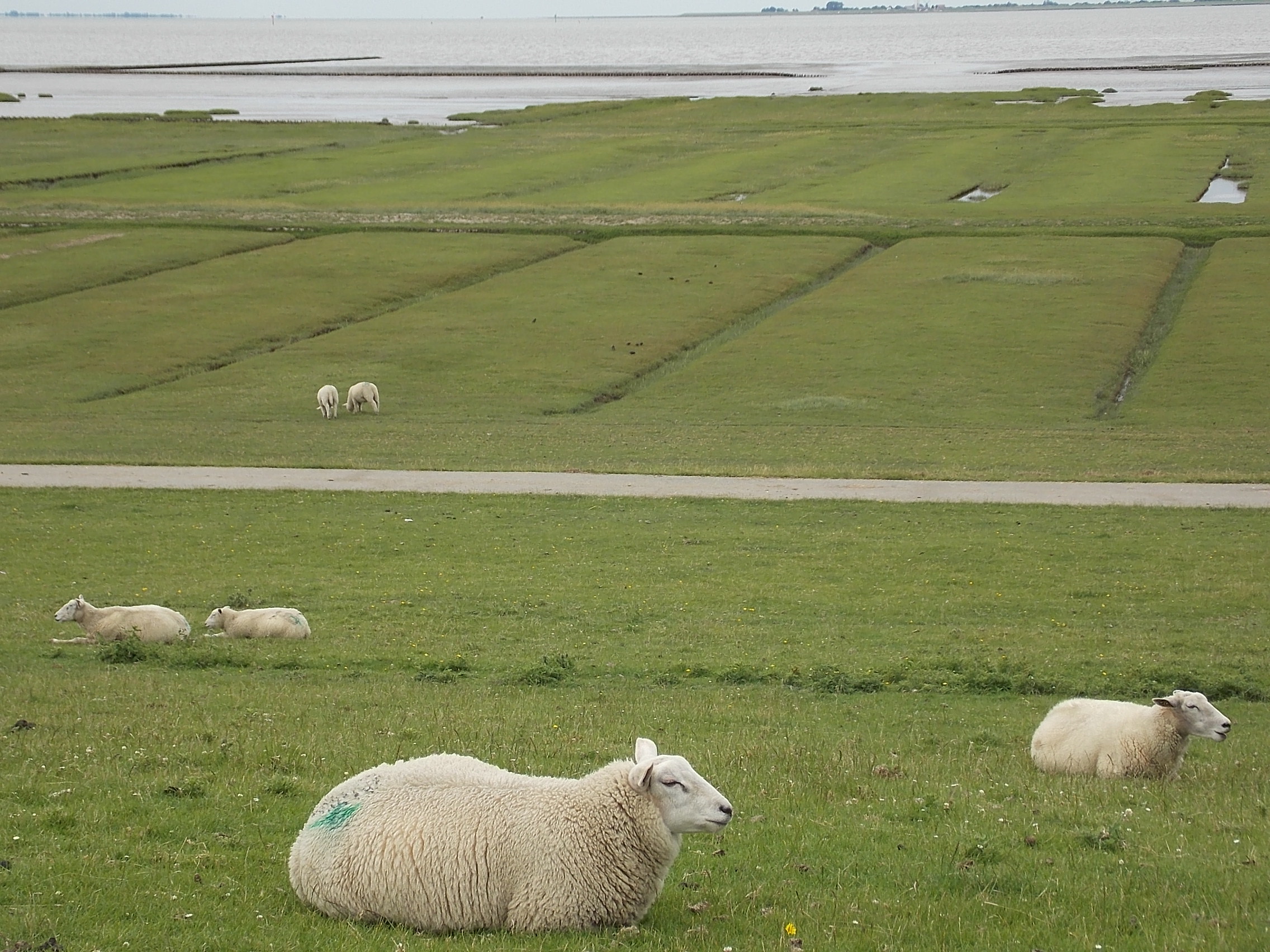 Schafe Husum Nordsee