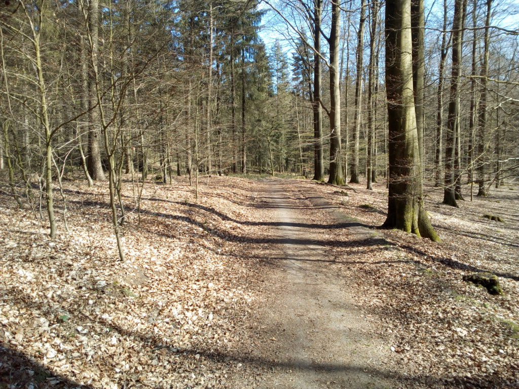 Brekendorfer Forst