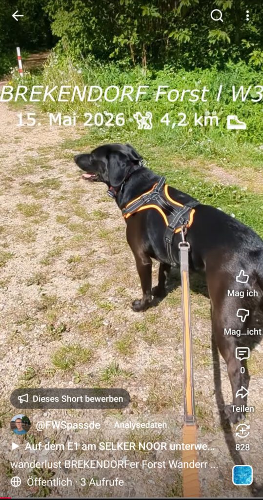 Brekendorfer Forst Wanderroute 3 Labrador FWSpass