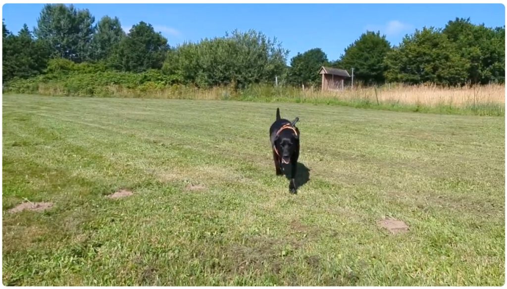 HUNDEAUSLAUF Gross Wittensee YouTube FWSpass