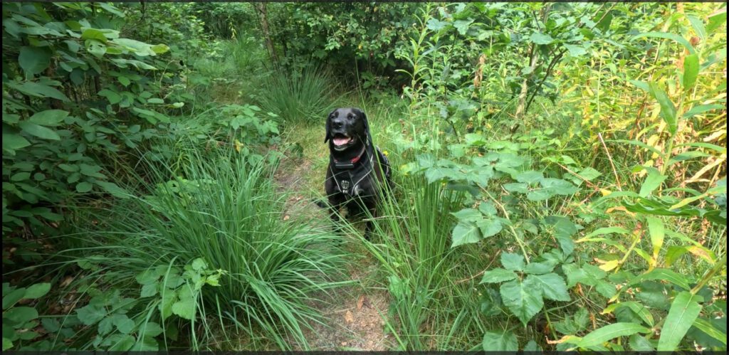Hundewald Leck