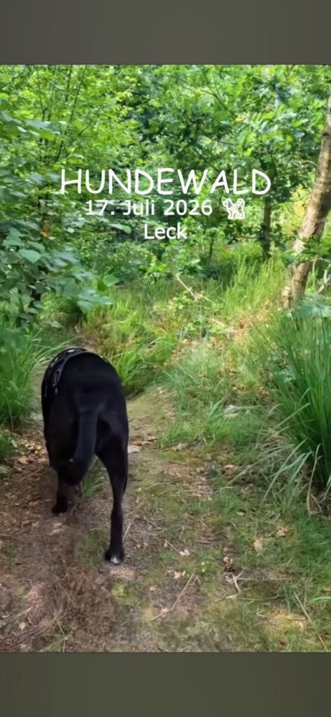 Hundewald Leck