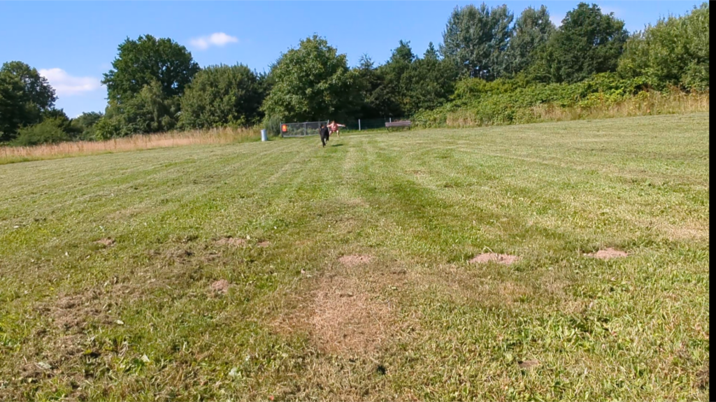 Hundewiese