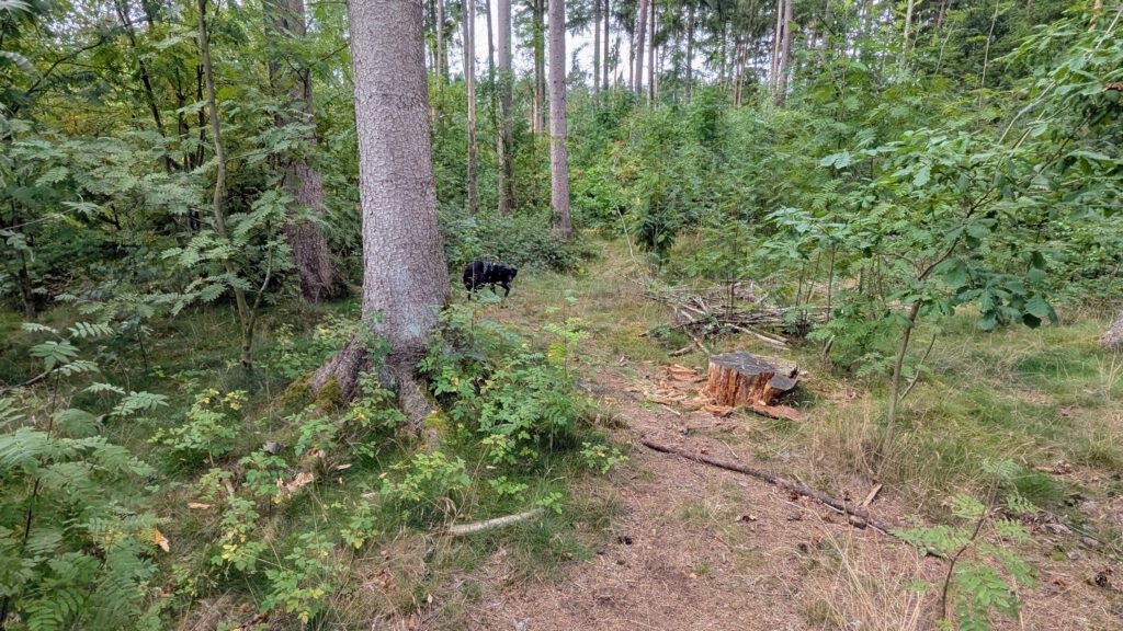 Hundewald Tangstedt