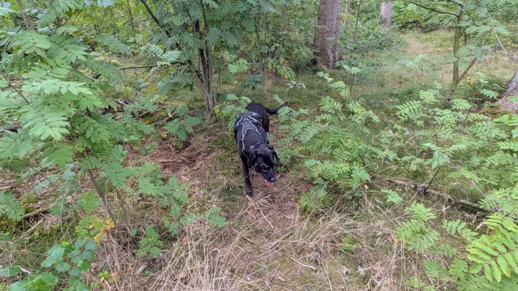 Hundewald Tangstedt