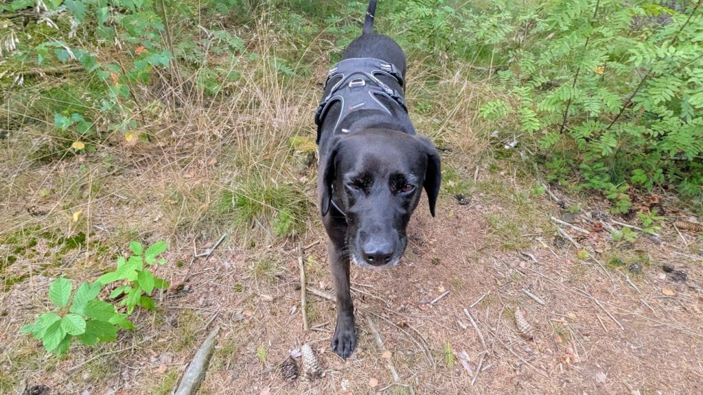 Hundewald Tangstedt