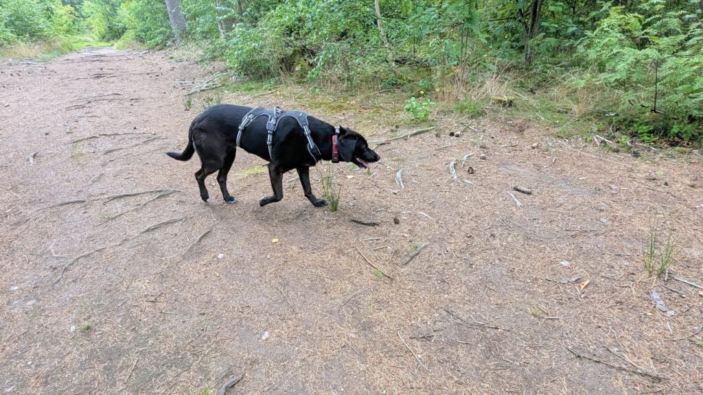 Hundewald Tangstedt