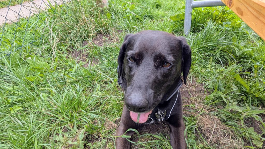Hundeauslauf Gettorf