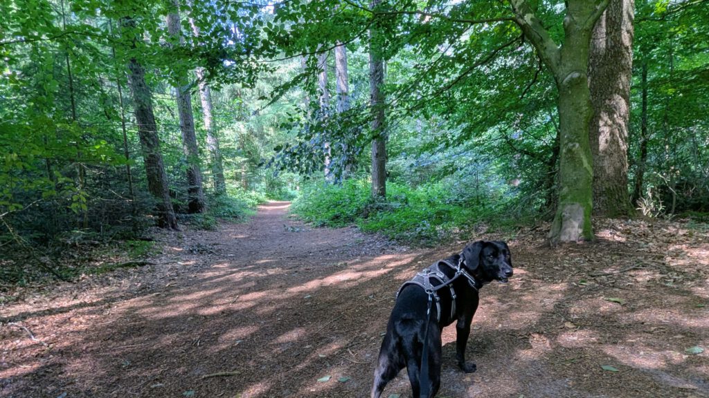 Waldweg zum Hundewald