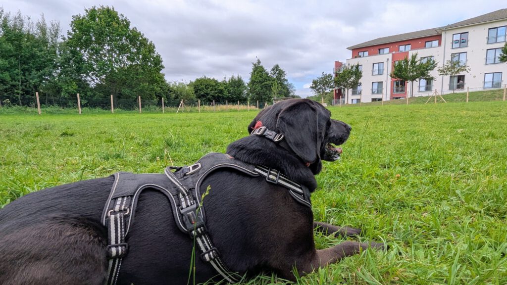 Hundeauslauf Gettorf