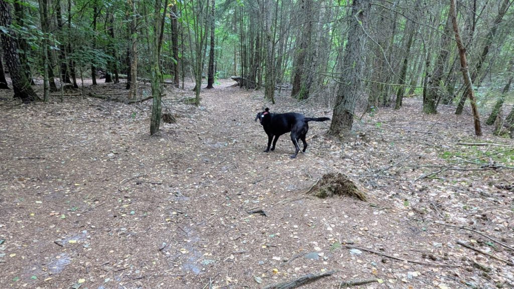 Hundewald Glashütte