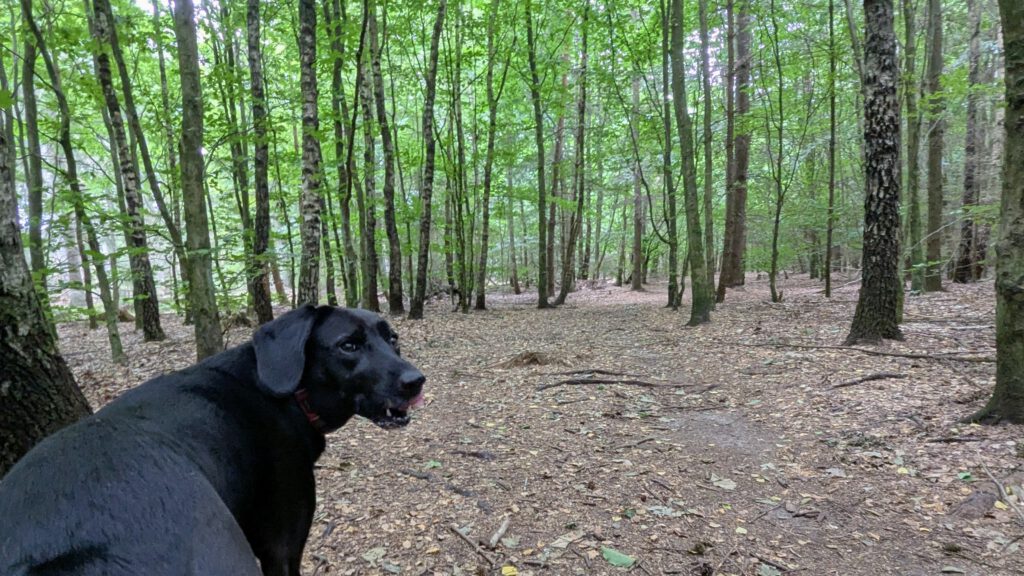 Hundewald Glashütte