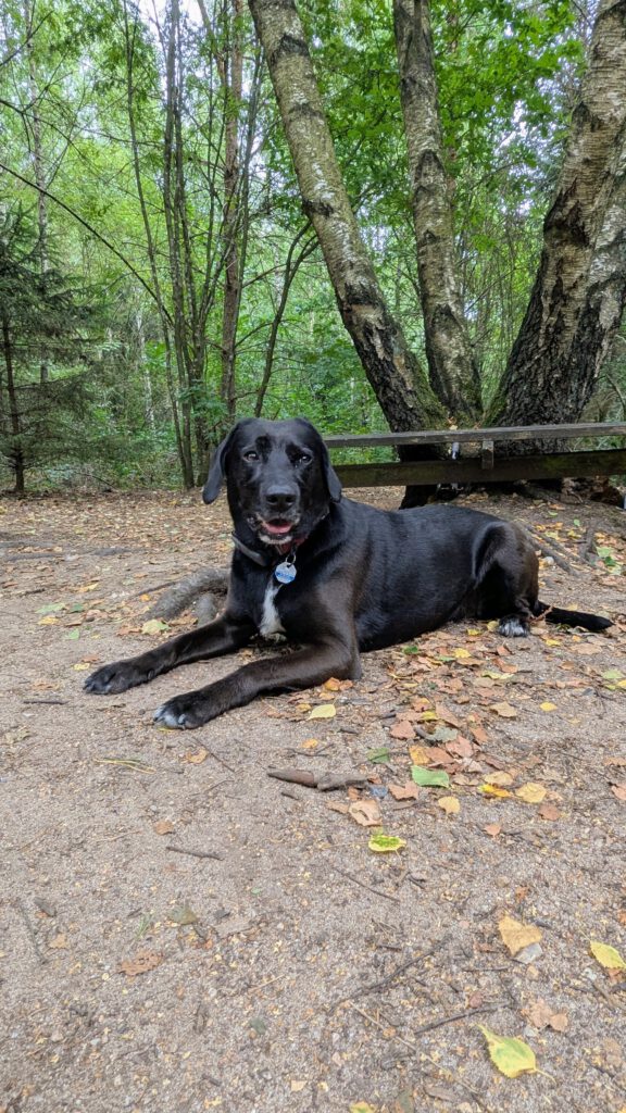 Hundewald Glashütte