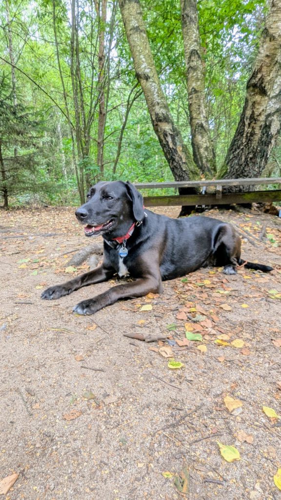 Hundewald Glashütte