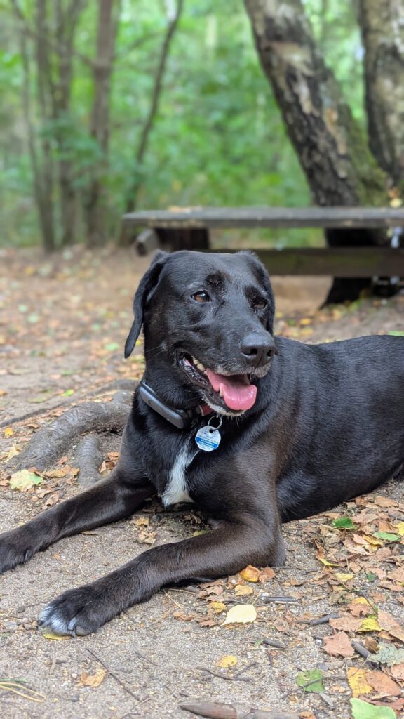 Hundewald Glashütte