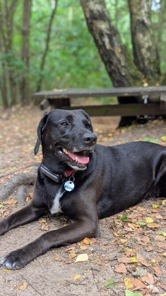 Hundewald Glashütte