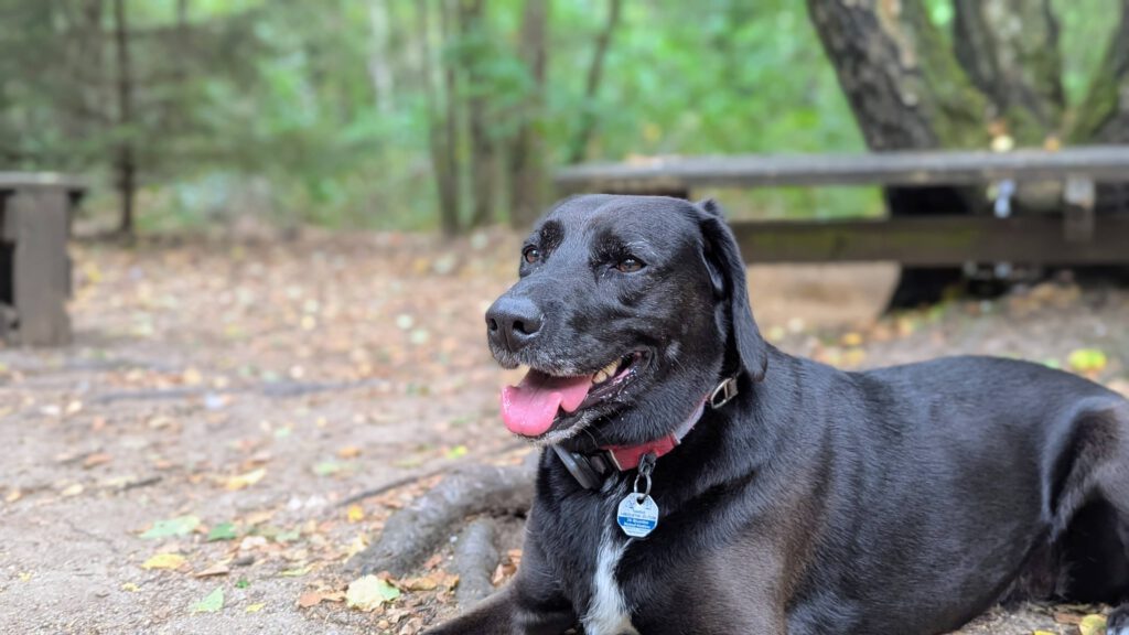 Hundewald Glashütte