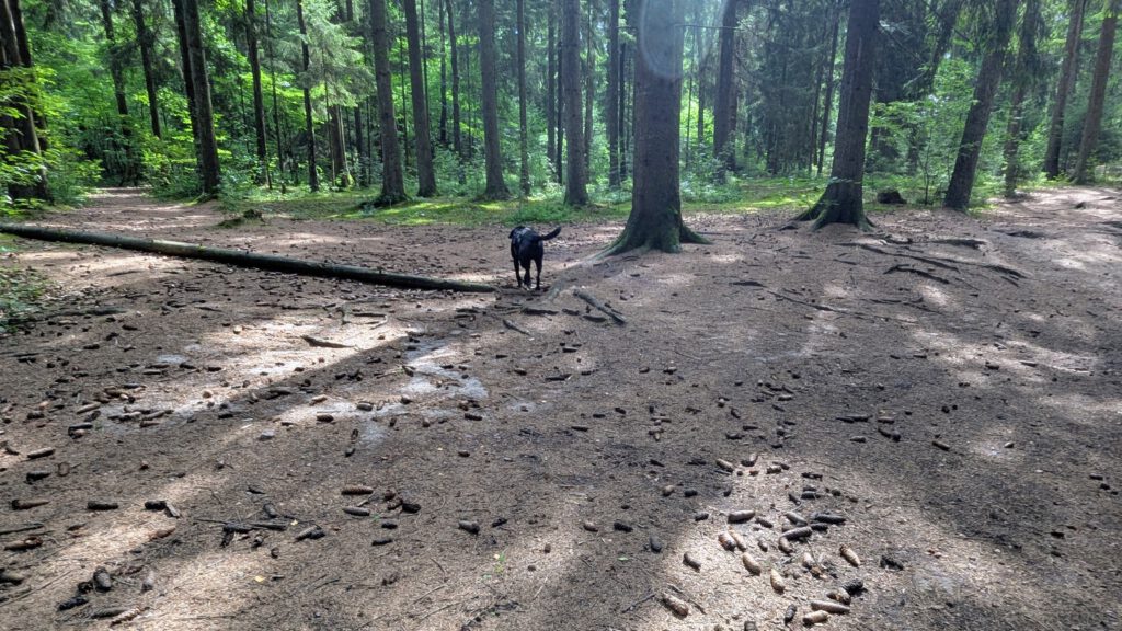 Hundewald Wahlstedt