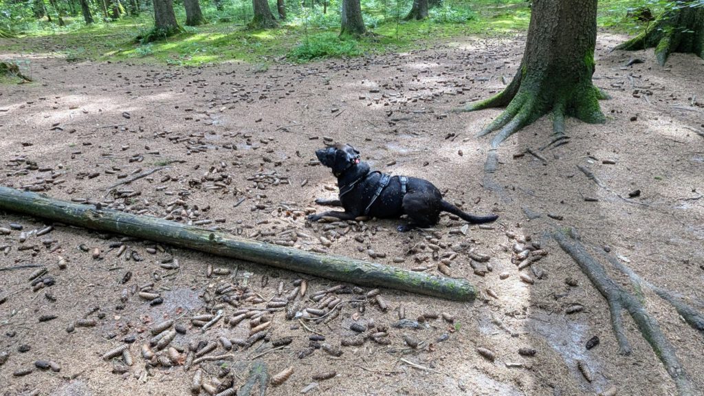 Hundewald Wahlstedt