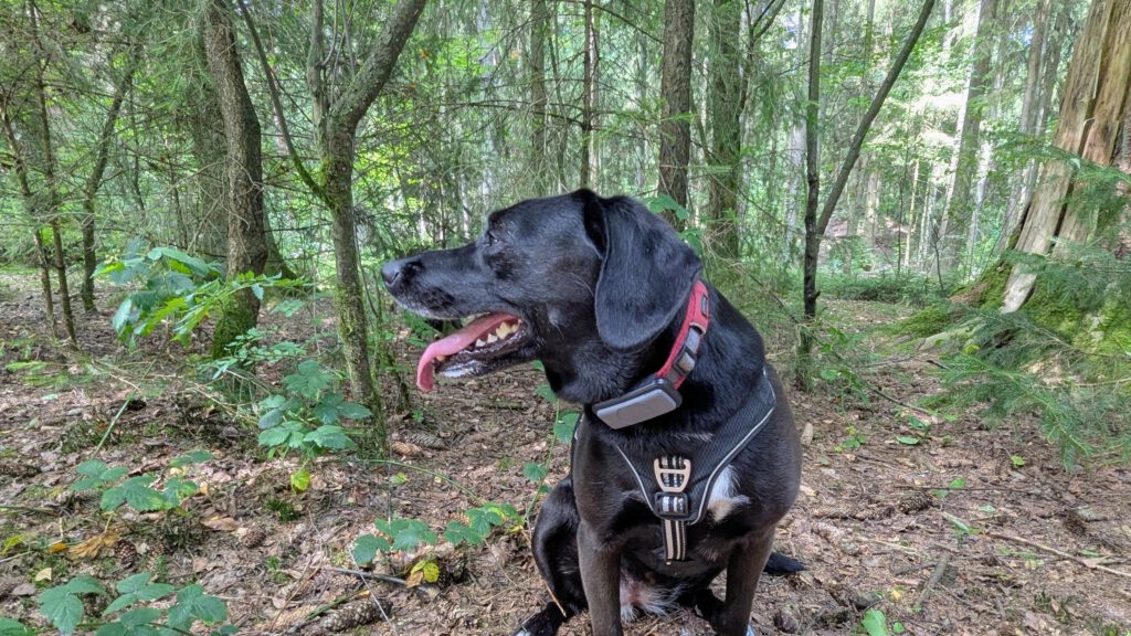 Hundewald Wahlstedt
