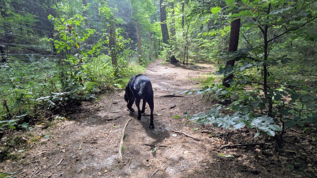 Hundewald Wahlstedt
