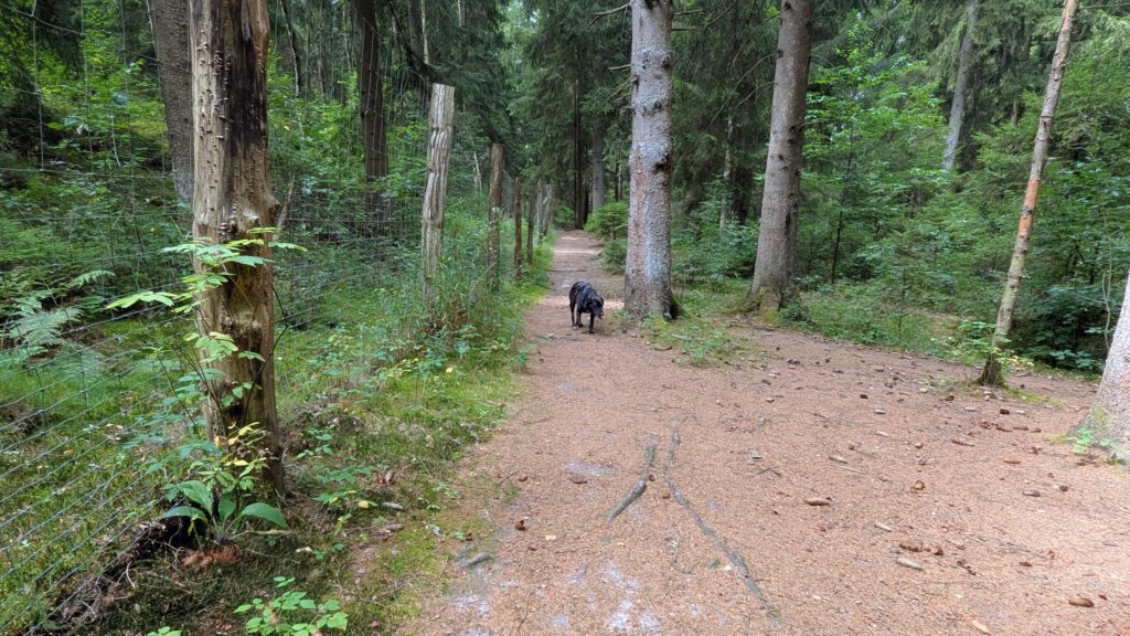 Hundewald Wahlstedt