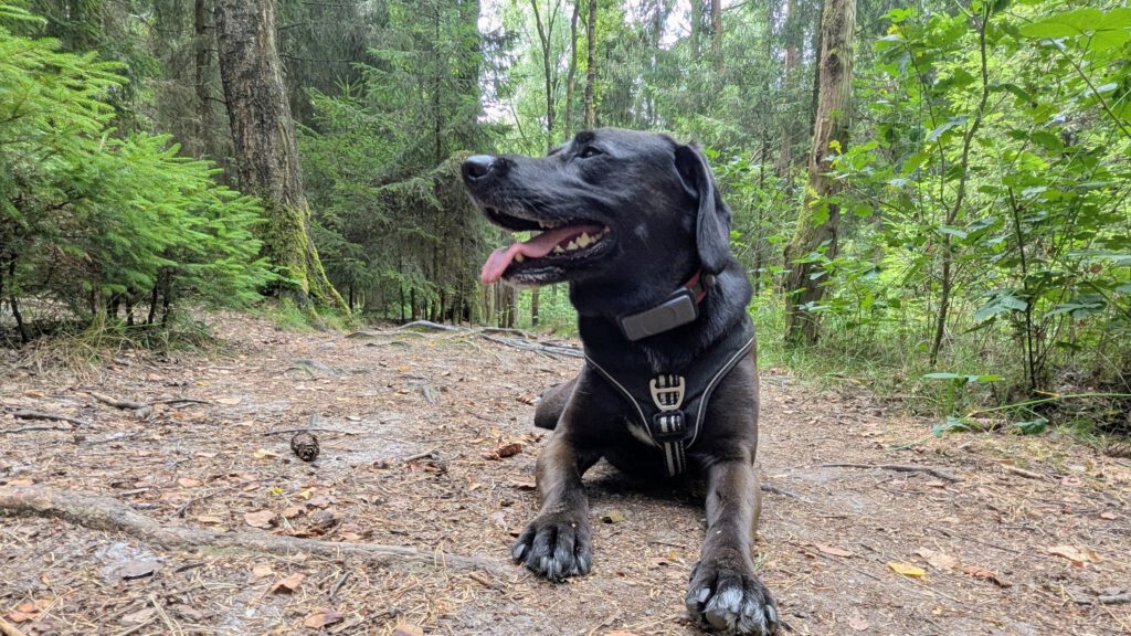 Hundewald Wahlstedt